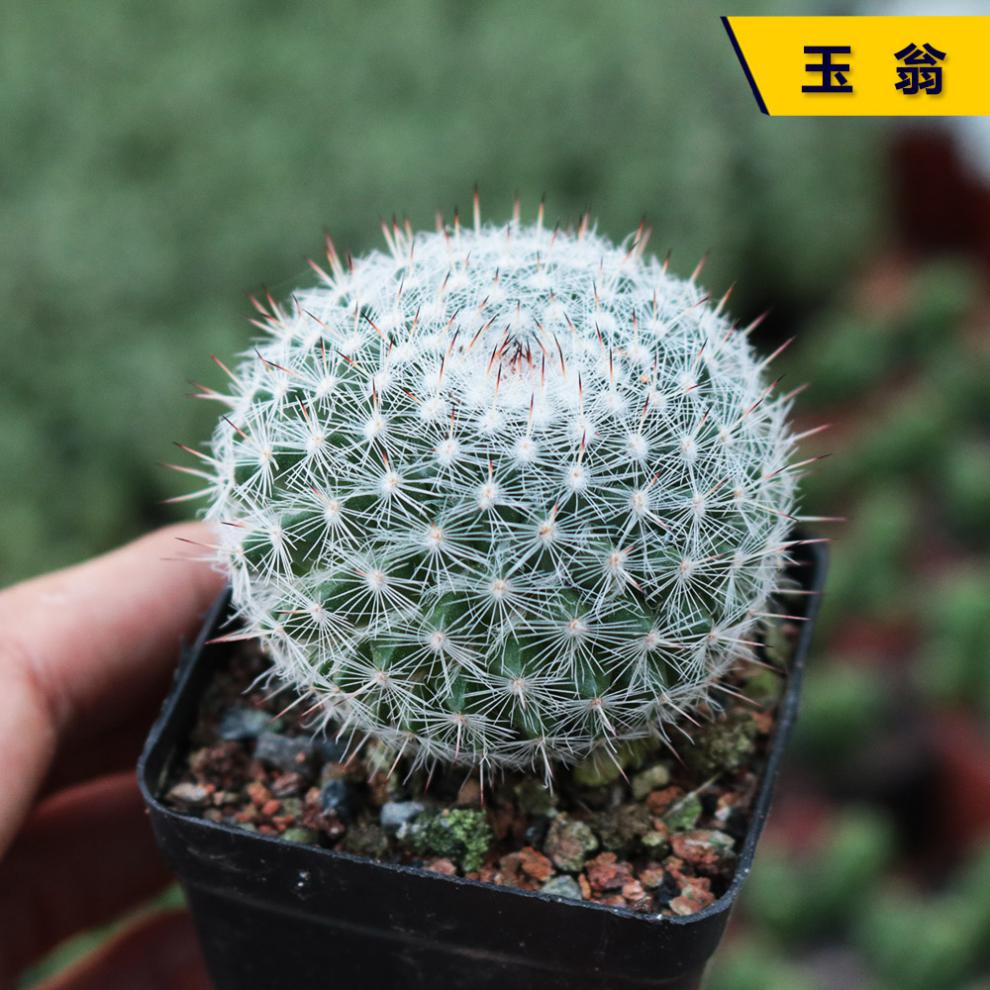 仙人球合集星兜组合套餐鸾凤玉多肉植物仙人掌盆栽开花仓宝田34cm裸根