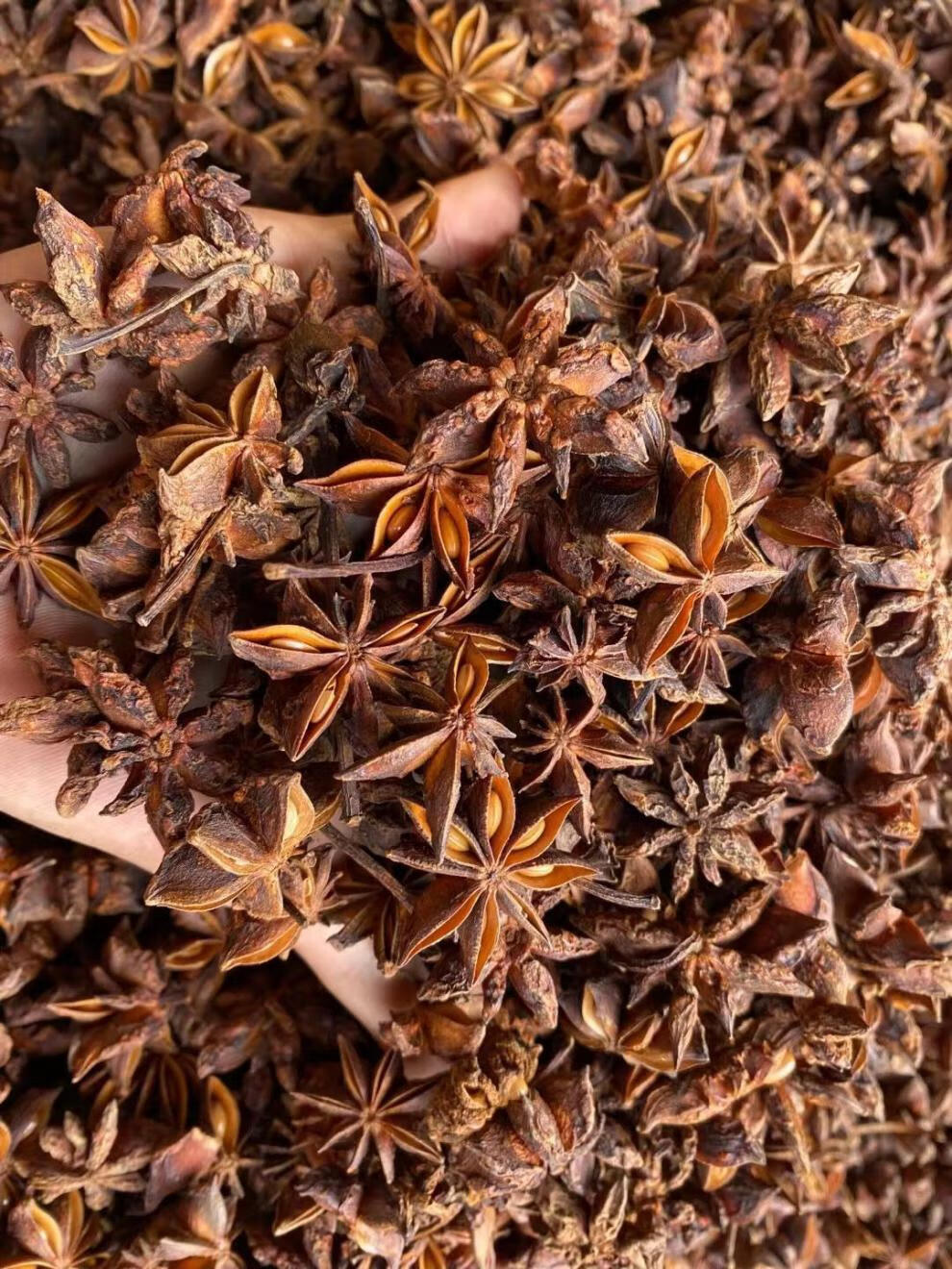 广西正宗八角大料批发全干香料卤味干货纯干家用桂皮调料大全 八角