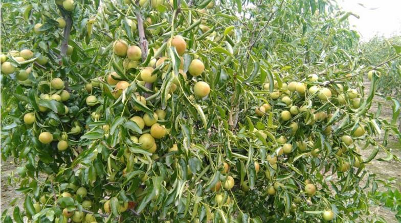 枣树果树苗沾化冬枣嫁接特大甜早脆王枣子树苗南方北方种植当年结果15