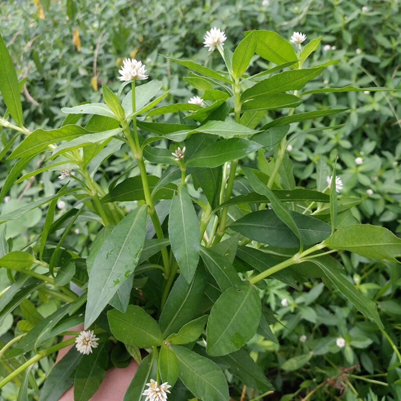黄花水龙狐尾草水花生漂浮活体水培植物花卉鱼缸池塘净化水质造景绿色