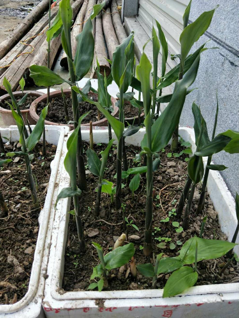 阳荷种 阳荷姜种苗 洋荷姜种根 阳藿茗荷 洋火