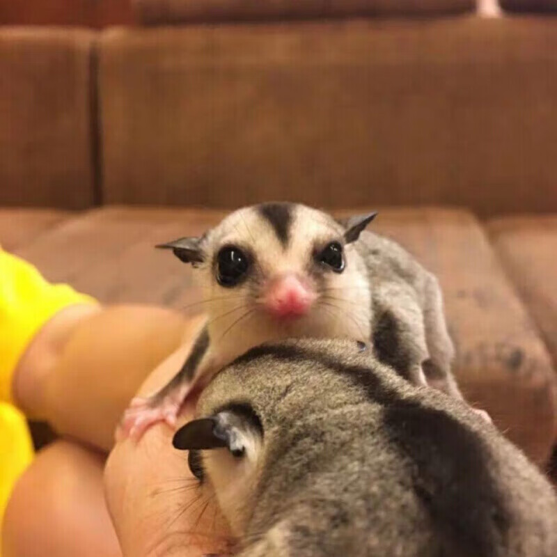 店铺推荐澳洲蜜袋鼬活体幼崽公蜜袋鼬口袋宠物密袋鼯加饲养套餐4至6个