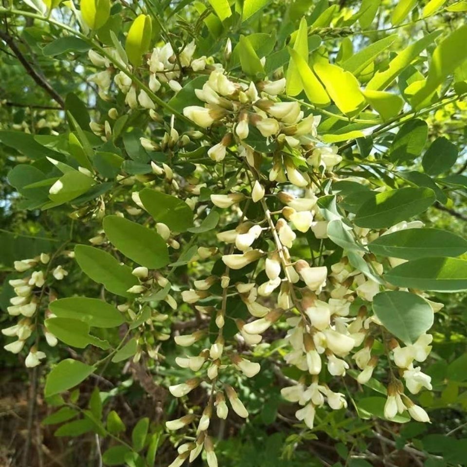 商南助农馆2021年鲜洋槐花杨槐花新鲜花骨朵野菜槐花香食用3斤