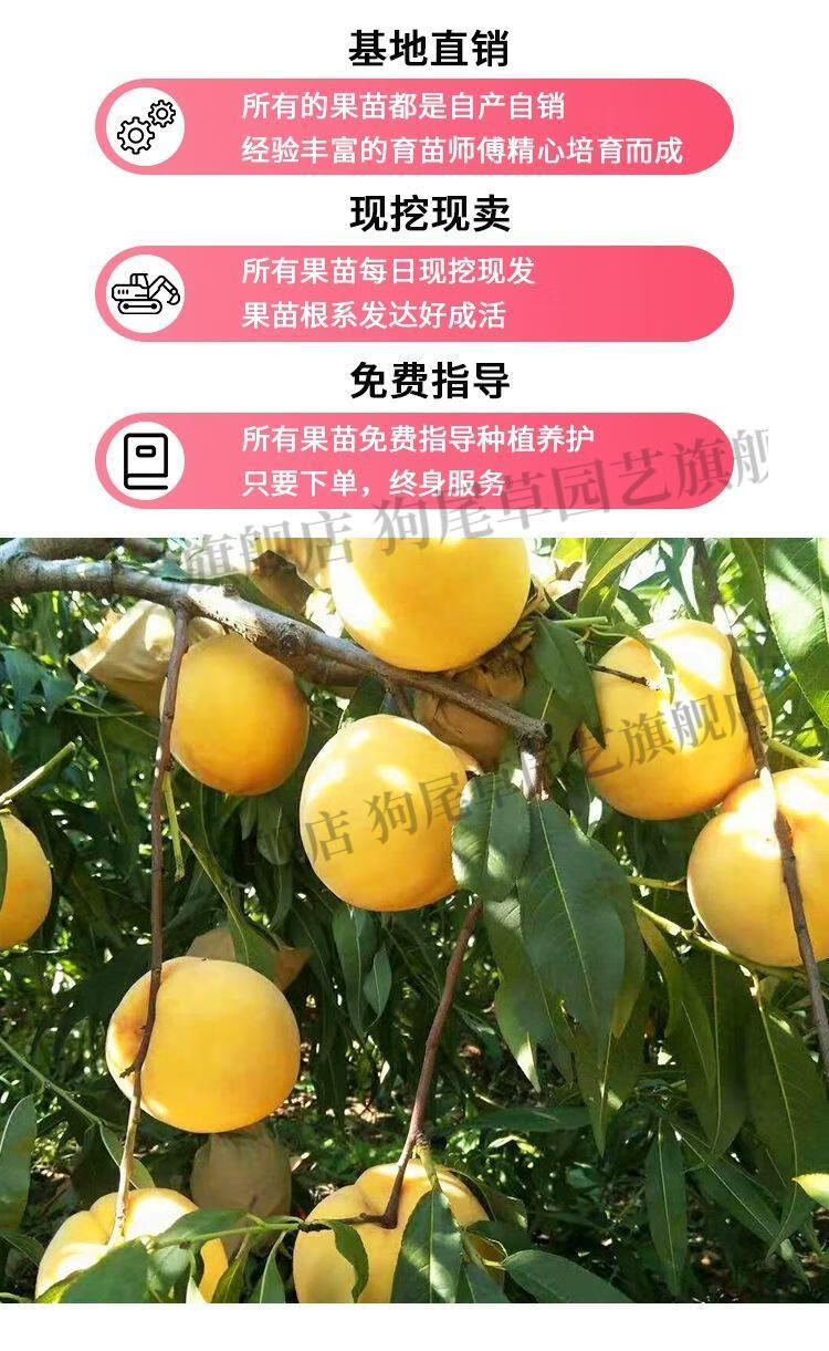 狗尾草新品种贵妃血桃正宗嫁接桃树苗盆栽地载南北方种植当年结果