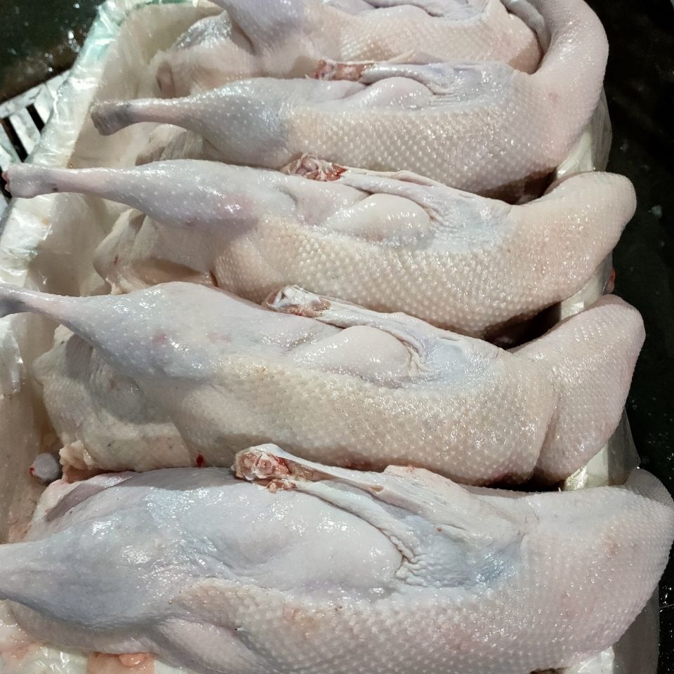 广东黑棕鹅棚鹅批发 鲜冻鹅 酒店烧腊店快餐店各种烧腊原材料批发