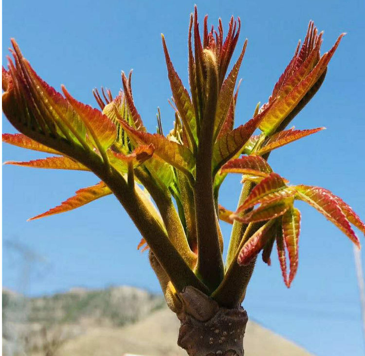 腌香椿芽的做法_香椿芽怎么腌制好吃_好吃芽腌制香椿怎么做