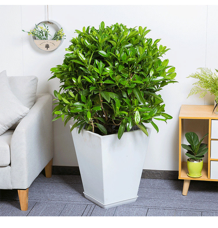 广州非洲茉莉花盆栽室内外客厅大型花卉灰莉苗四季常青驱蚊绿植物ax80