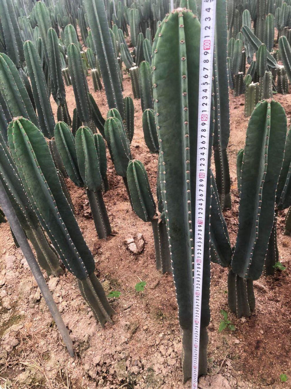 量天尺仙人掌仙人柱多肉盆栽植物网红北欧风中大型客厅办室内盆栽两颗