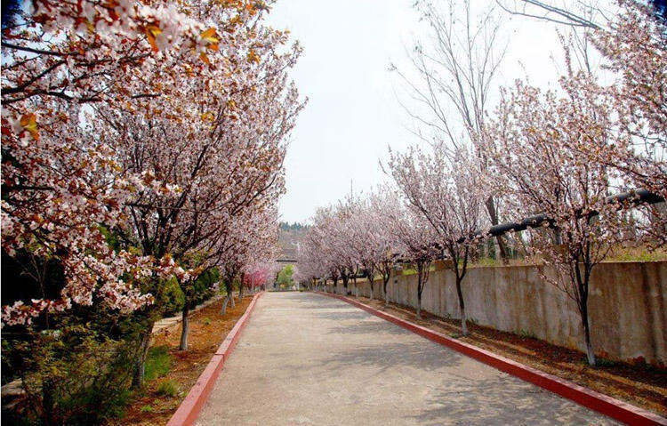 富满升 苗圃直销园林绿化苗行道树庭院植物花卉紫叶李树苗红叶李苗