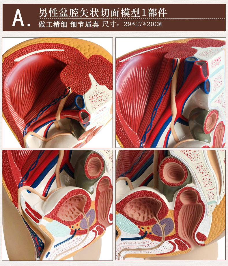 男女性盆腔矢狀解剖模型女性生殖器官模型男女性生殖子宮模型男性生殖