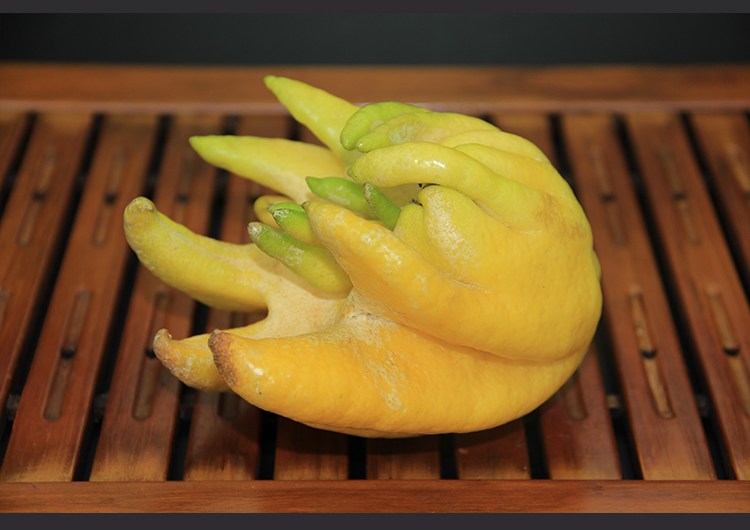 云南昆明特产新鲜佛手瓜佛手柑鲜果超大干佛手五指橘2斤