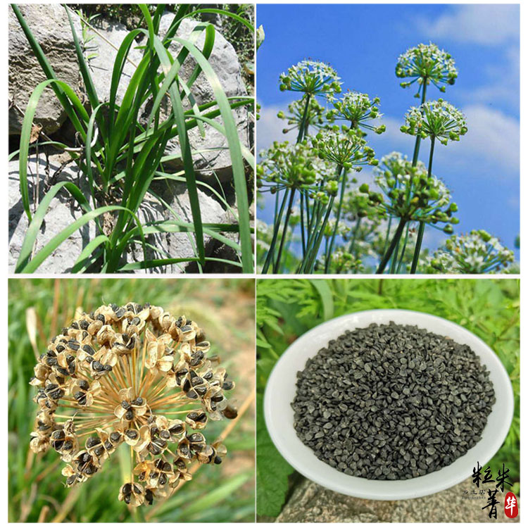 秦岭韭菜籽韭菜籽粉 韭菜籽泡酒 生韭菜籽500g【图片 价格 品牌 报价