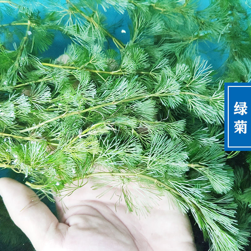 蜈蚣草懶人水草金魚藻 浮萍紅丁香魚缸水草綠菊魚草 迷你九冠1顆