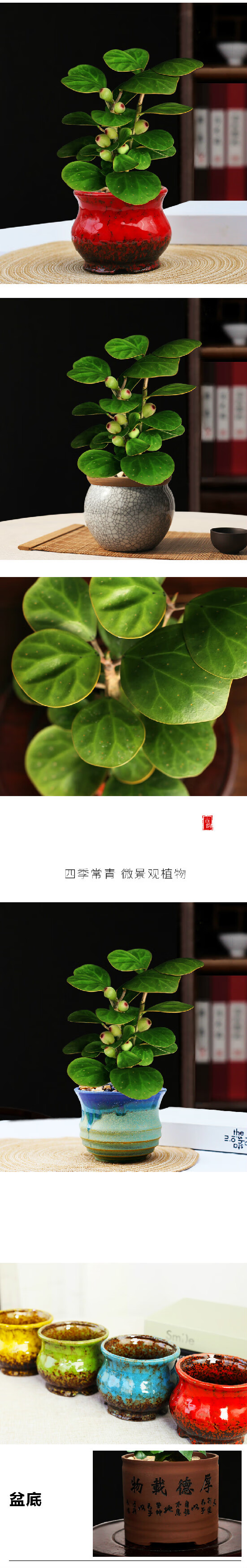 匯(yuanjinghui) 林藝藤 綠航綠蘿 紅豆(hodo) 艾楓 花竹戀 球藝 若綠