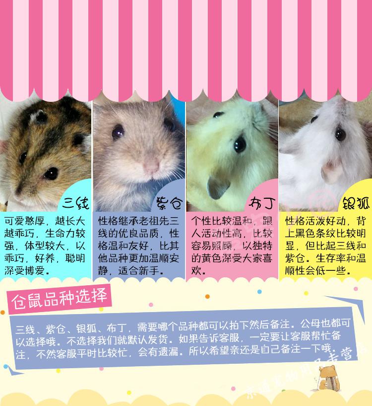 仓鼠布丁紫仓三线宝宝活体宠物幼崽活体一对情侣仓鼠粮笼子布丁1只