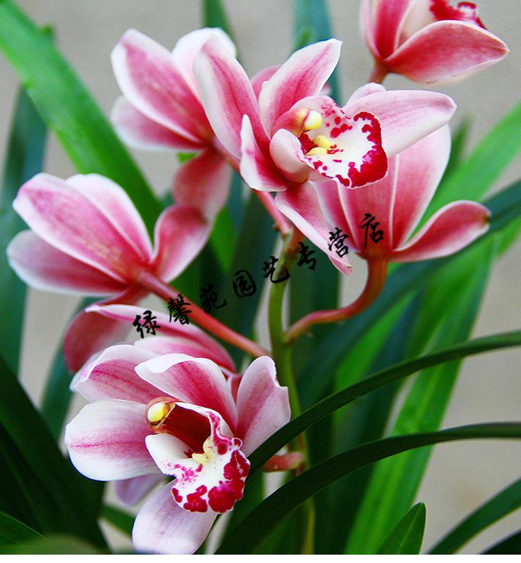 兰花【夜来香】矮种建兰盆栽室内四季花卉观花浓香型兰花苗 夜来香9苗