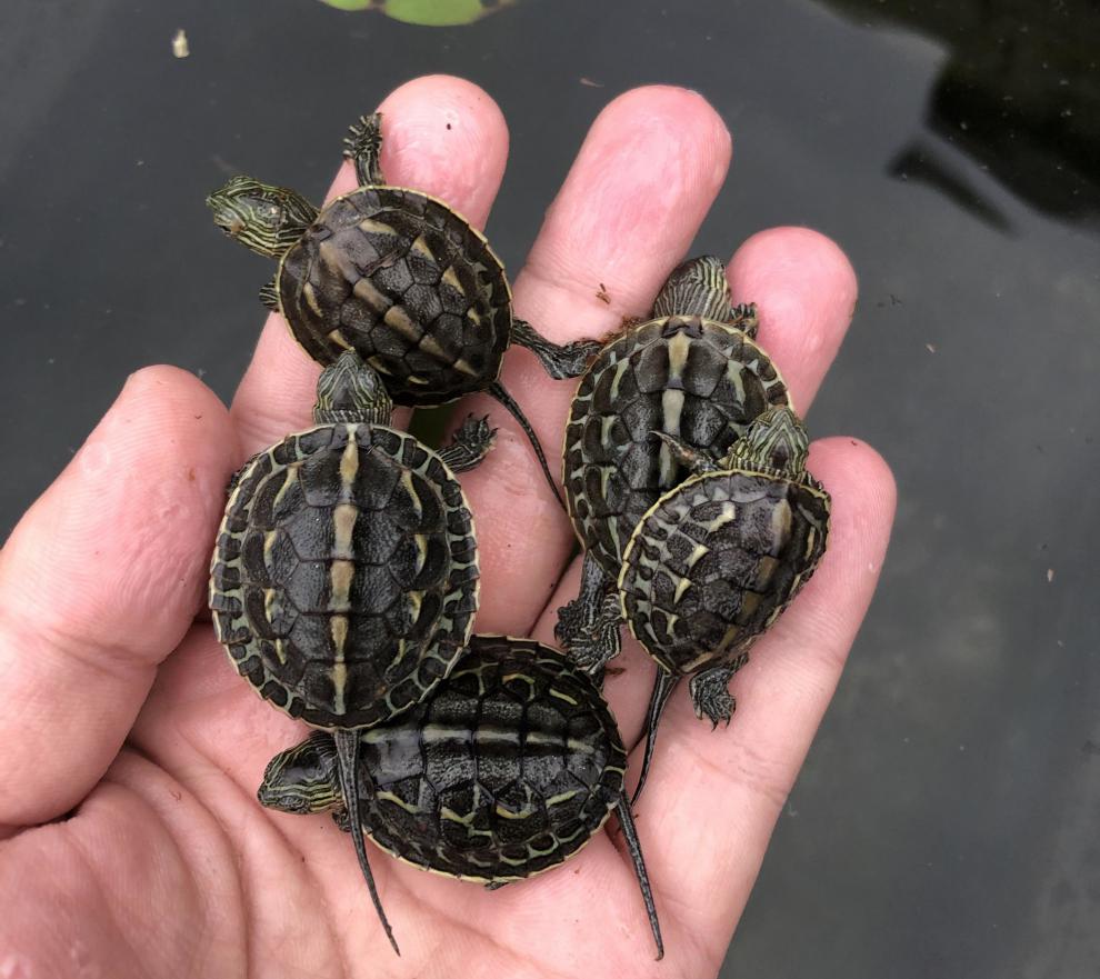 珍珠龟花龟台湾草龟宠物龟外塘饲养六线草龟花龟水龟大乌龟活体56厘米