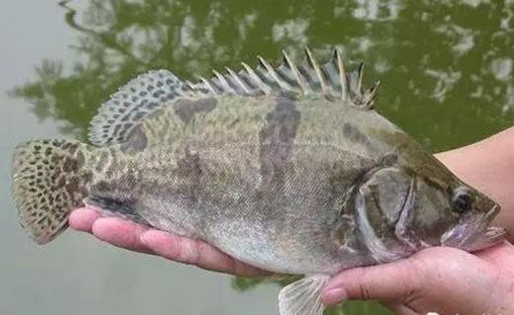 活體桂花魚苗淡水好養殖翹嘴斑大口路亞鱖魚冷水觀賞鱖魚苗現貨-嵐黛