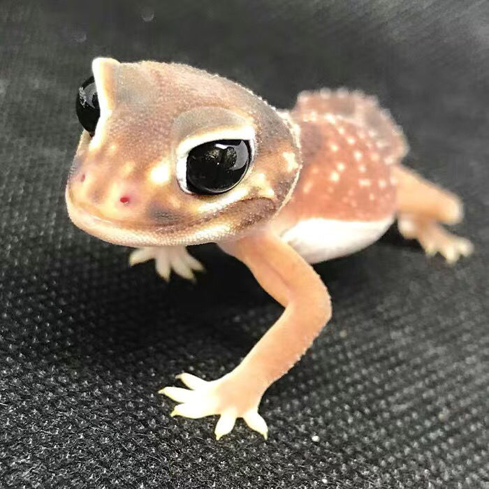 橘子爬宠自家繁殖温顺宠豹纹守宫活体异宠物蜥蜴亚成体变色龙 精品