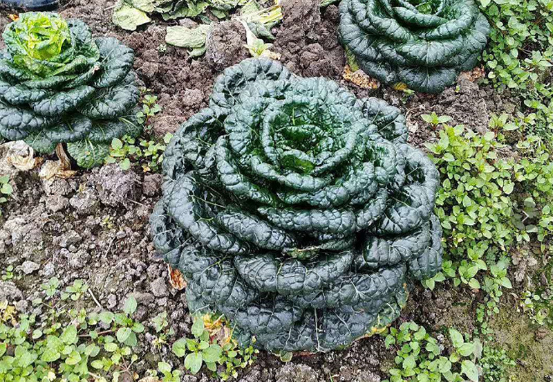 黑心乌塌菜种子春秋冬季黑心白菜种籽耐寒黑叶油菜籽早熟蔬菜种孑