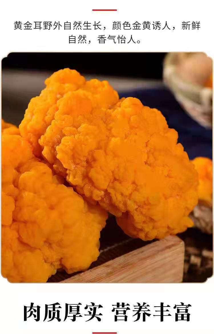 云南野生金耳新鲜非干货金耳菌鲜金耳菌菇黄耳菌黄金耳大500g煲汤 金