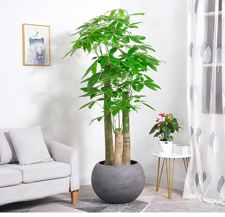 发财树大盆栽 单杆大树桩办公室家居植物乔迁送礼绿植 虎雀(huque) 高