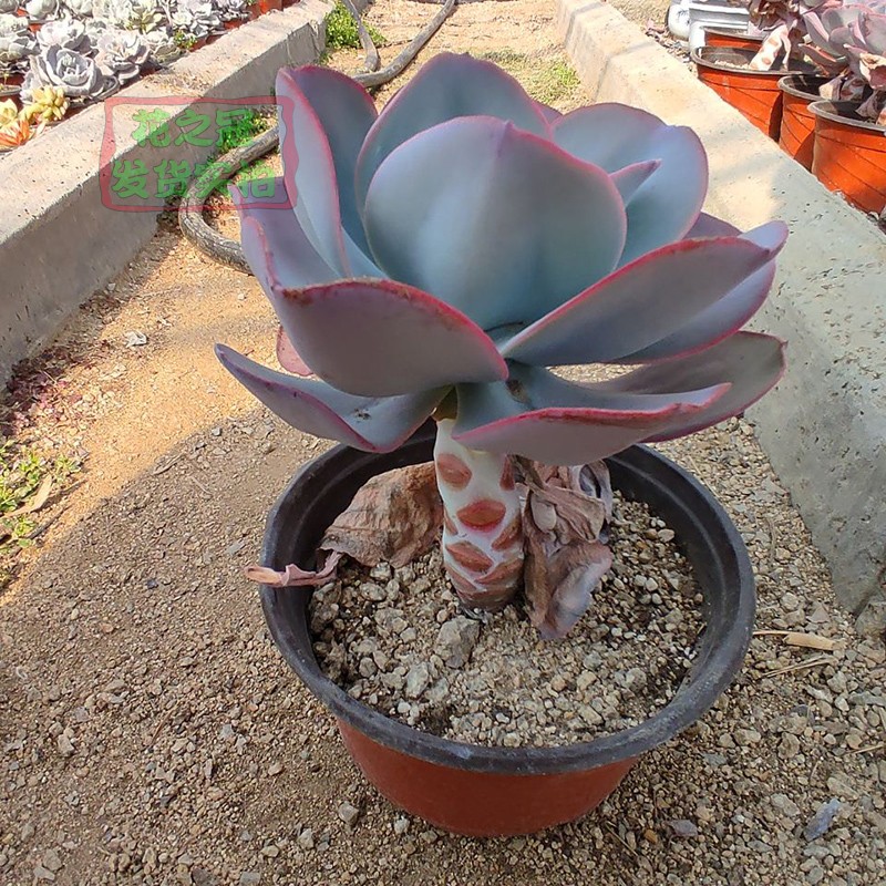 韩国精品包菜系布鲁克林的蓝大颗肉肉稀有贵货发货如图不含盆