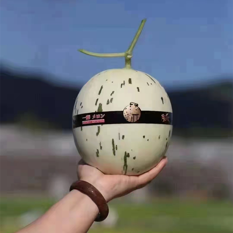 源外园【jd顺丰-流星月露蜜瓜】品种海南月露蜜瓜 月露流星瓜甜瓜