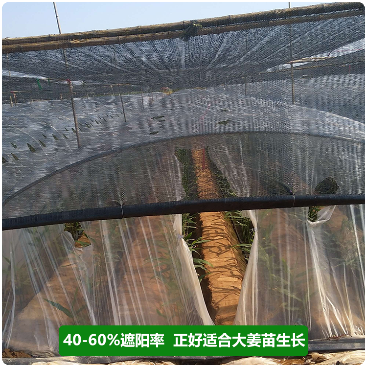 大姜遮阳网专用生姜平织平针高架网蔬菜育苗大棚果树三七重楼三七重楼