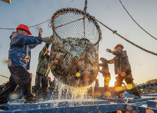 老扣 海捕梭鱼 沙丁鱼 深海鱼小杂鱼尖头鱼豆腐鱼海鱼 海产品 生鲜 10