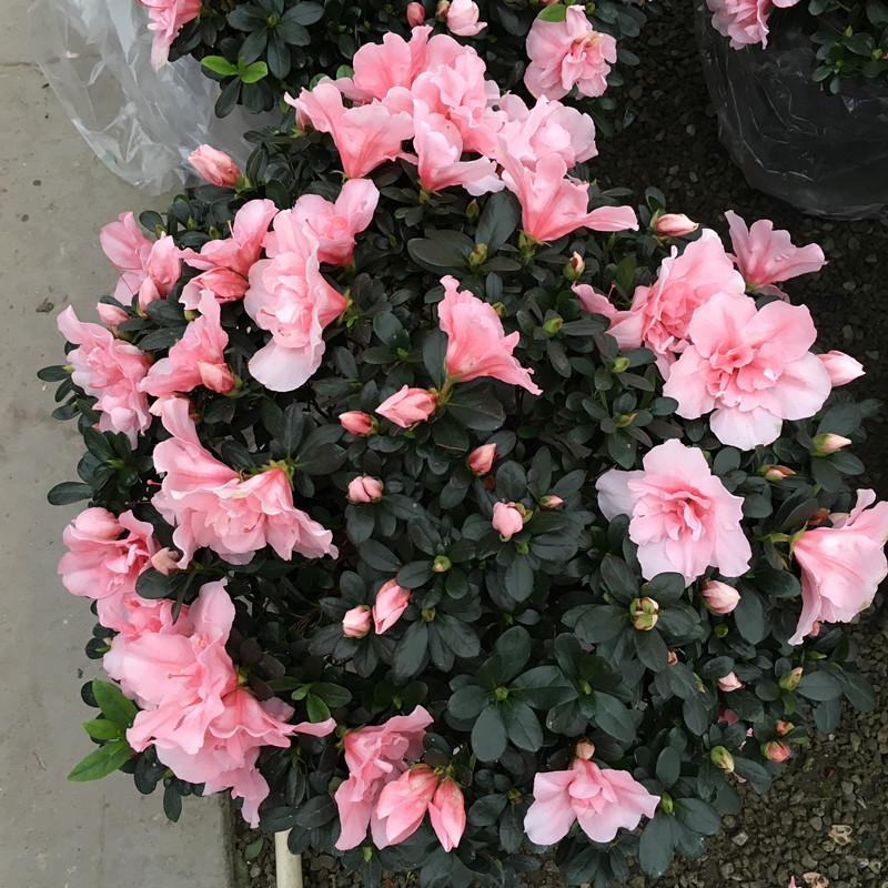 杜鹃花盆栽 年宵花卉 西洋杜鹃映山红 腊皮杜鹃 4年独杆玫红大盆 不含