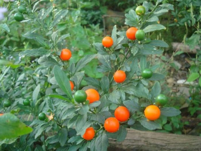 看豆盆栽观果植物冬珊瑚吉庆果看樱桃开心桃珊瑚豆花卉绿植果子成熟后
