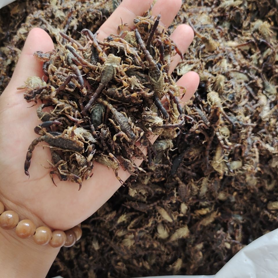 诚信经营中全虫蝎子清水蝎子干6成到9成半干50g 清水蝎50g【图片 价格