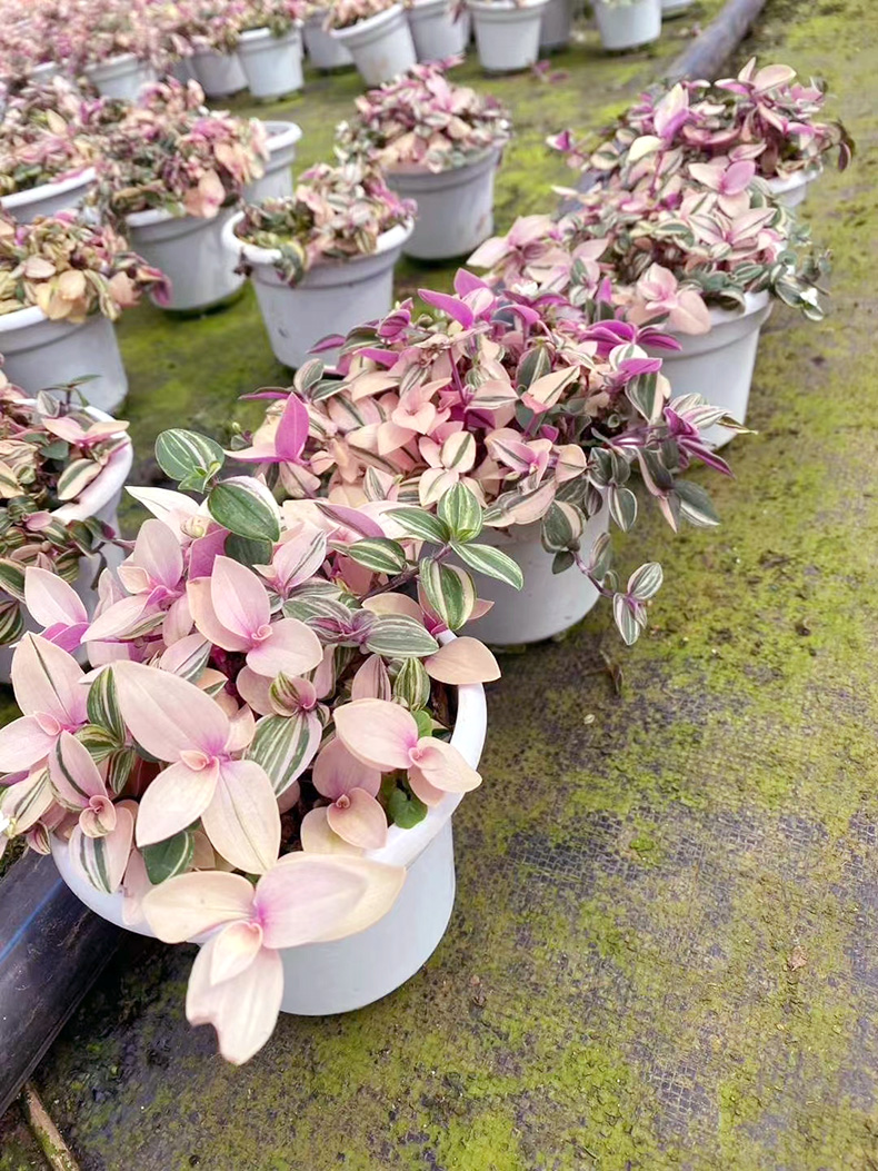 婚礼吊兰锦进口网红绿植盆栽北欧ins风植物好养活金边吊兰金边吊兰带