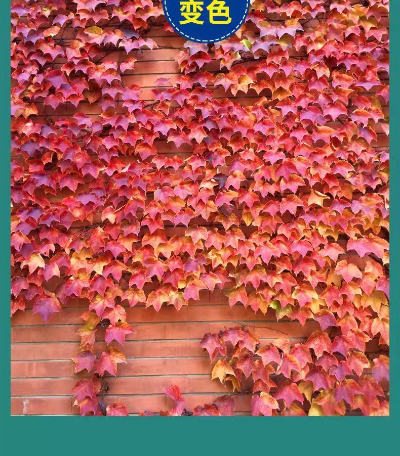 爬山虎苗爬藤植物四季长青五叶三叶爬山虎盆栽庭院户外攀援爬墙虎秋冬