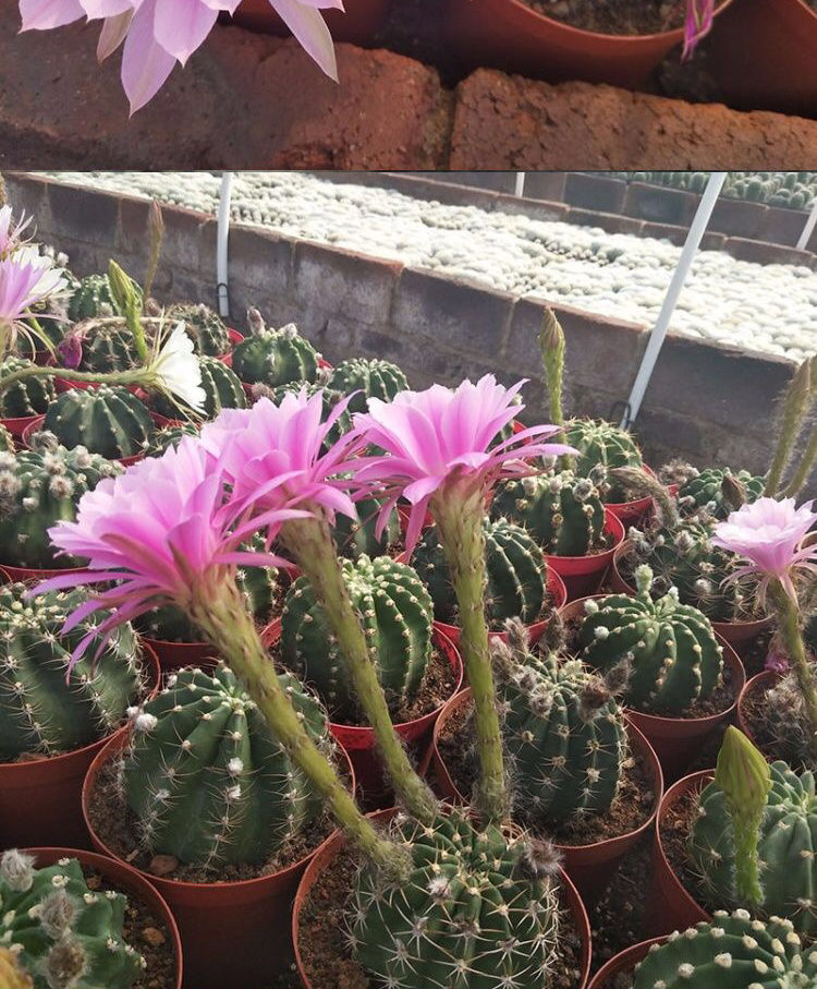 【精选】会开花的仙人球绯花玉仙人球开花仙人球多肉植物盆栽 24# 粉