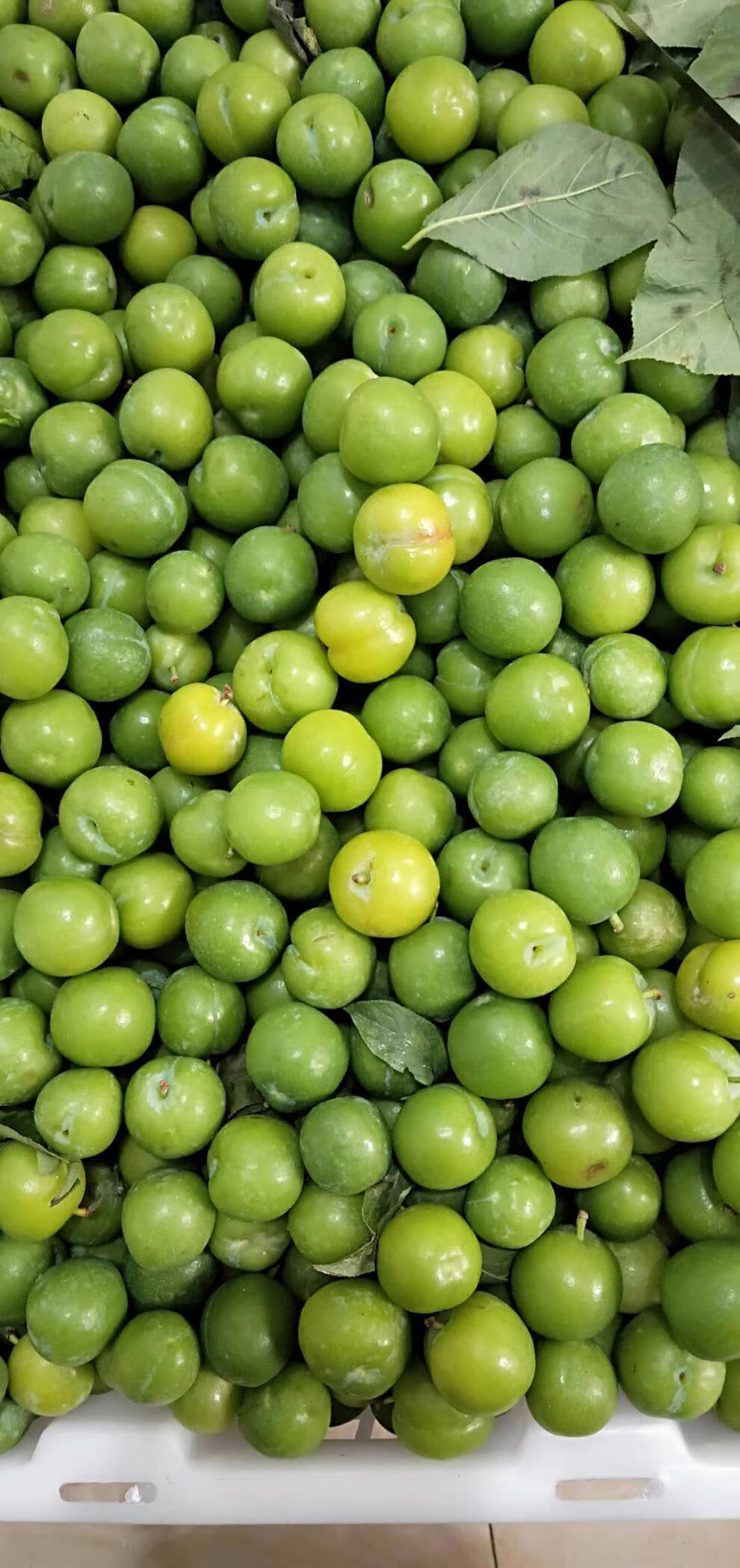 晨臻云南三月李 李子新鲜水果现货 孕妇酸3月李脆李青李子现摘 1斤