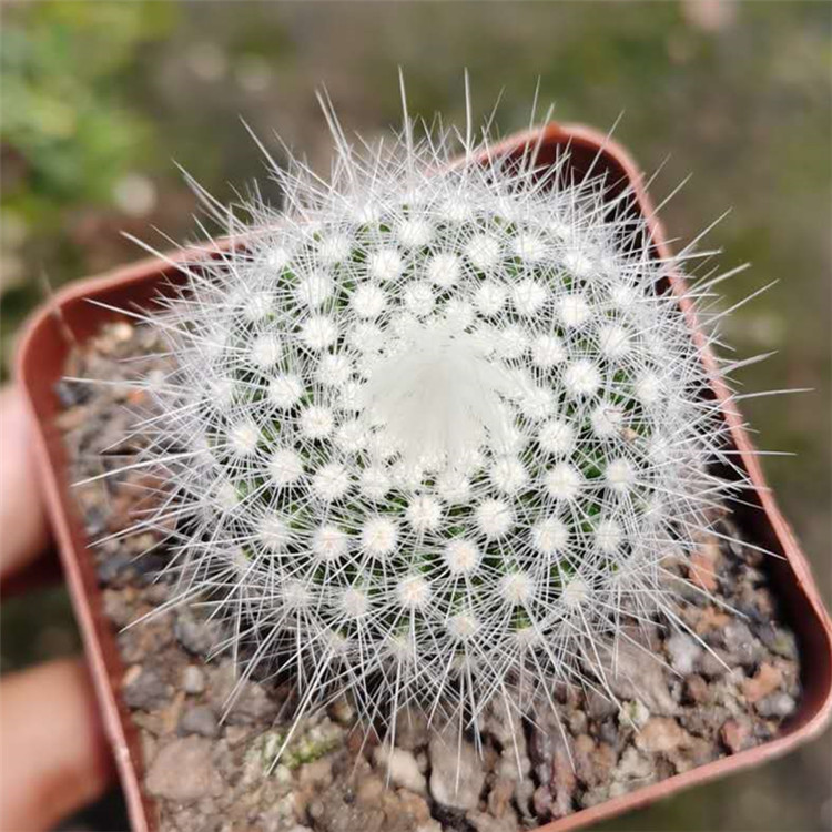 精品仙人球白小町软毛不扎手群生毛绒绒可爱美观多肉植物落地白小町群