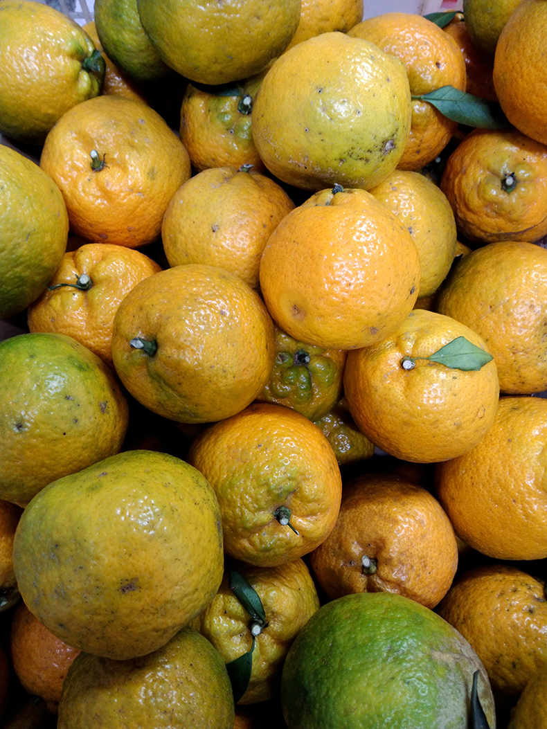 温州瓯柑5斤 特产苦桔子苦柑农家应季新鲜水果橙瓯柑10沃 5斤 【小果