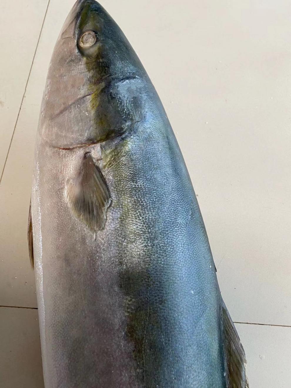 老扣 深海海鱼特大鲅鱼黄金鲅新鲜整条青甘鱼非马鲛鱼燕尾鲅 18-20斤