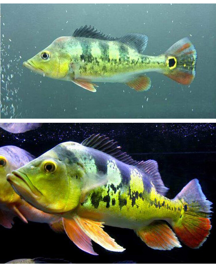 黄金巴西亚皇冠三间金老虎鱼苗活体大型热带鱼观赏鱼龙鱼配鱼 黄金