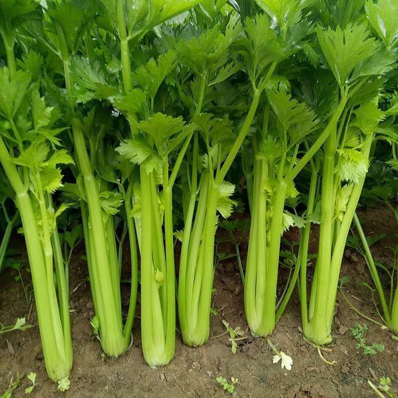 【农家芹菜】新鲜现拔芹菜西芹新鲜蔬菜农家自种清脆爽口1斤5斤 3斤