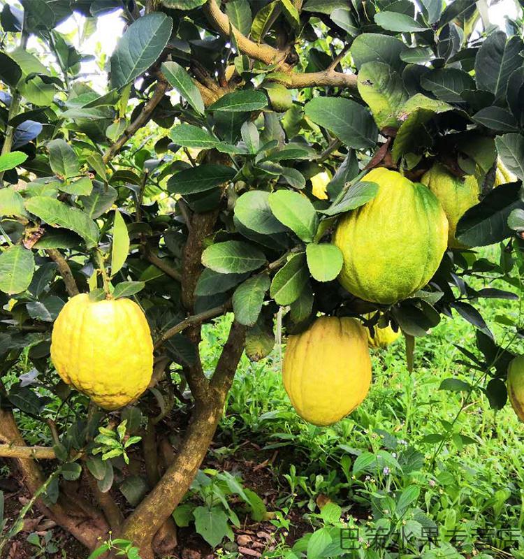 5a品质特清香云南香缘大果新鲜香橼果佛手柑水果28斤现摘香园清供室内