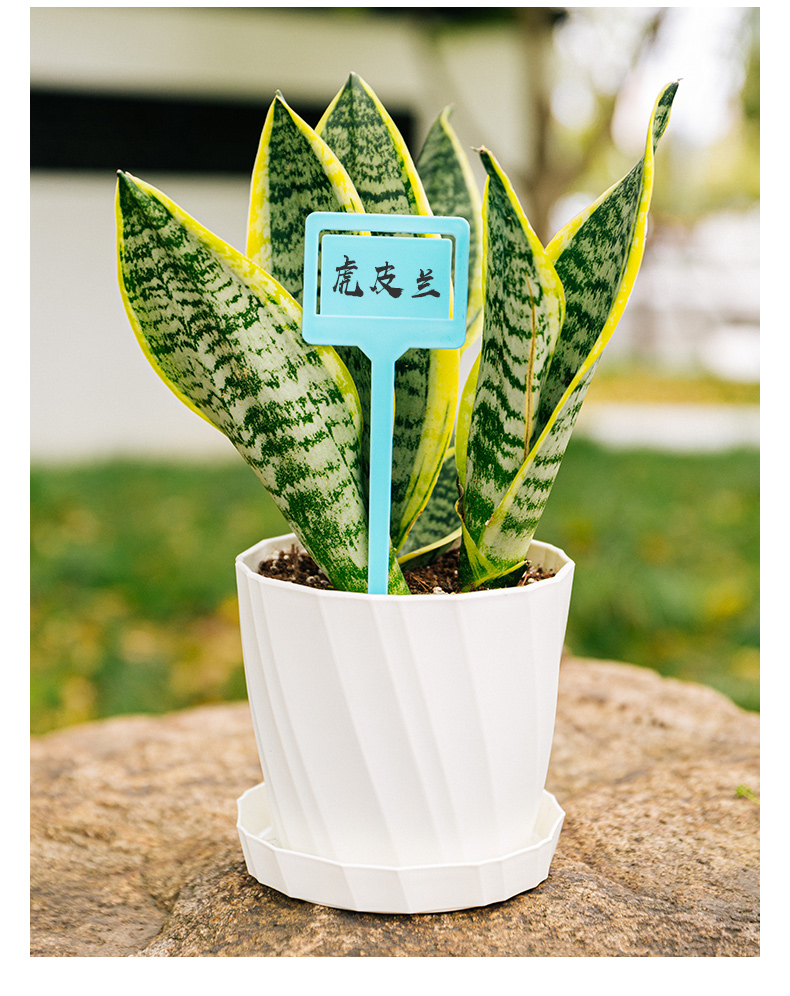 花盆塑料多肉园艺标签园艺插地牌多肉植物标牌记号牌小插牌花卉牌方牌