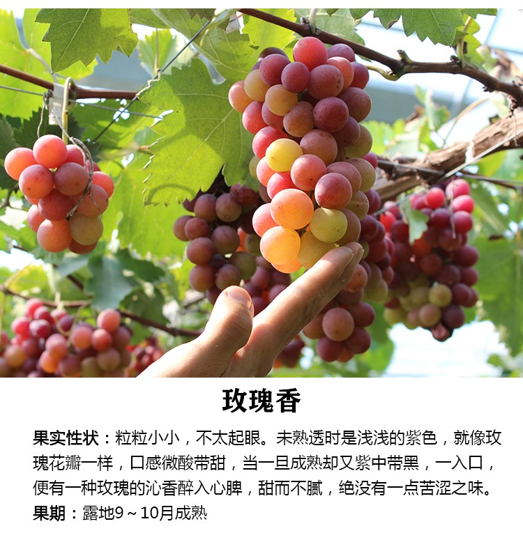 新品种日本浪漫红宝石葡萄树盆栽葡萄苖南方北方种植当年结果直径粗25