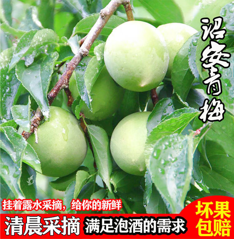 现摘速发诏安青梅果新鲜现摘大果高山酸梅子泡酒酵素水果一斤装