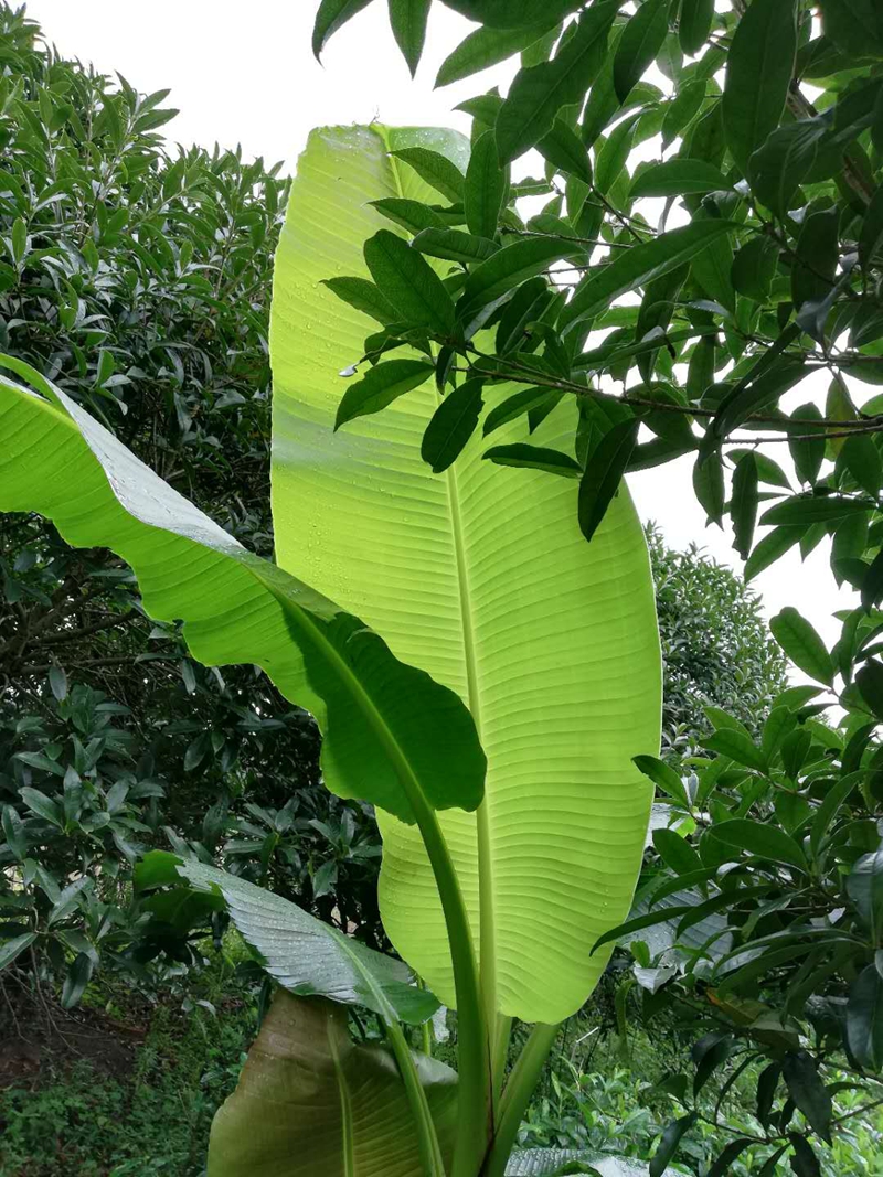 庭院盆栽植物芭蕉树苗大叶芭蕉球根观赏性极强绿化树苗直径18厘米9年