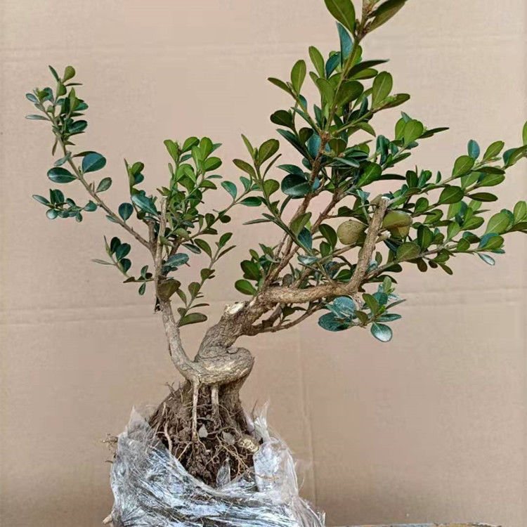 掌上盆景矮霸瓜子黄杨微型盆景四季长青盆栽耐寒耐旱绿植花卉 朵芮蜜