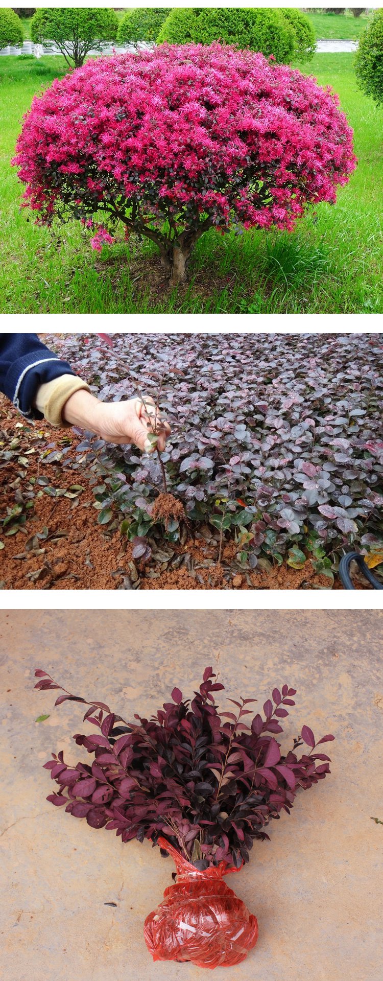 红继木 红花继木 红继木苗 红继木球 红桎木 红花檵木苗 绿化苗 冠 