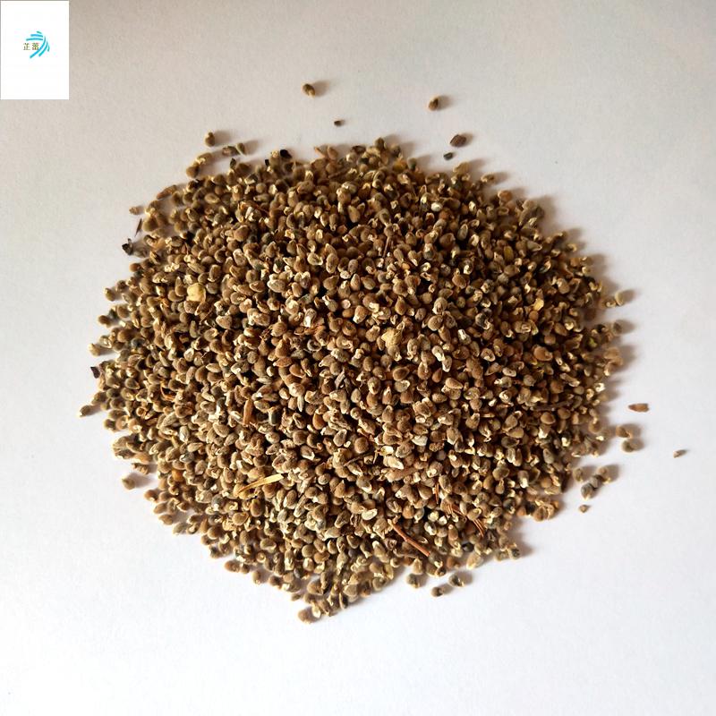 纯新远志种子远志籽高效益药材种子管理简单药材远志种子一两